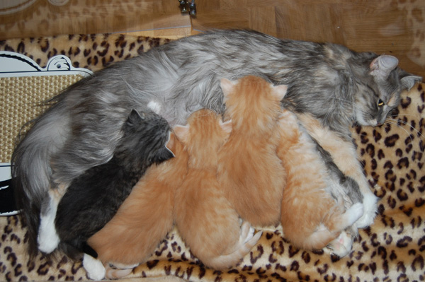 das erste Mal Mama.jpg